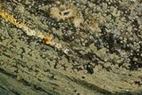 8.1" Orbicular Ocean Jasper Slab - Madagascar - #129856-3